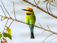 Rainbow Bee-Eater