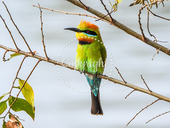 Rainbow Bee-Eater
