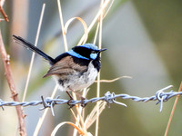 Superb Fairy Wren