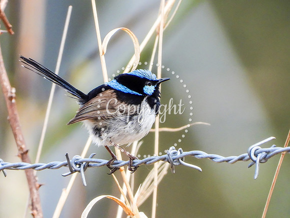 Superb Fairy Wren