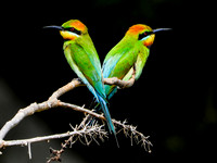 Rainbow Bee-Eater Pair