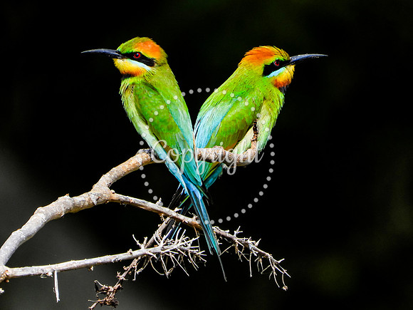 Rainbow Bee-Eater Pair