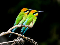 Rainbow Bee-Eater Pair