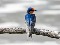 Welcome Swallow