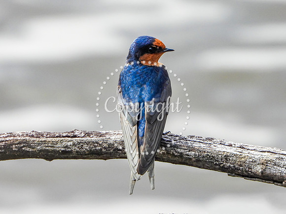 Welcome Swallow