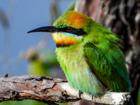 Rainbow Bee-Eater
