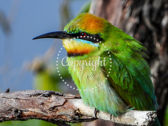 Rainbow Bee-Eater