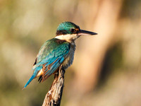 Sacred Kingfisher