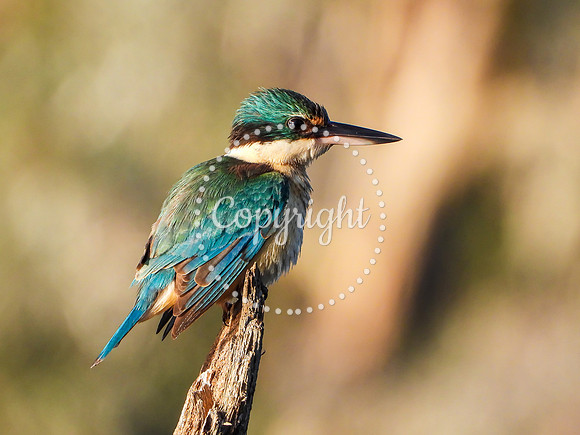 Sacred Kingfisher
