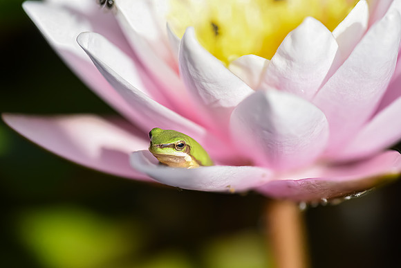 A Soft Place to Land