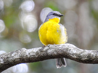Eastern Yellow Robin