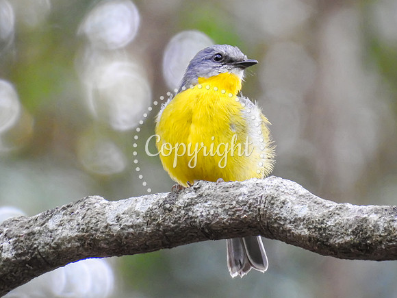Eastern Yellow Robin
