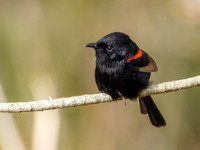 Red-shouldered Fairy Wren