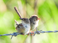 Fairy Wrens