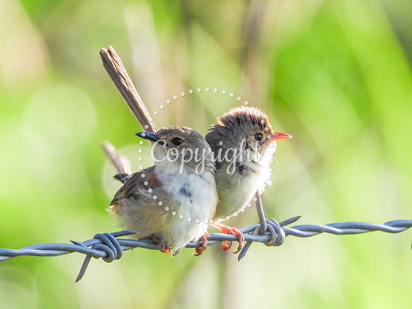 Fairy Wrens