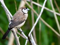 Double-Barred Finch