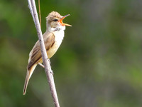 Reed Warbler