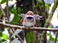 Rufous Fantail