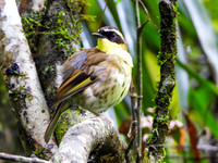 Yellow-throated Scrubwren