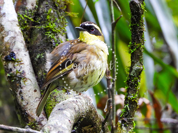 Yellow-throated Scrubwren