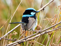 Superb Fairywren