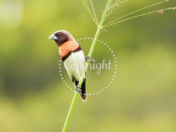 Chestnut-Breaster Mannikin