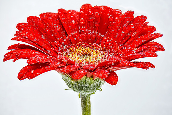 Red Gerbera