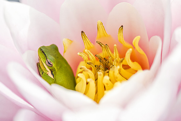 Softly Stunning