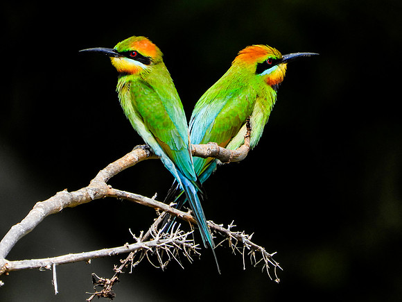 Rainbow Bee-Eater Pair