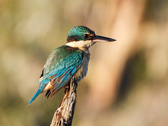 Sacred Kingfisher