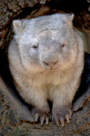 Wombat
