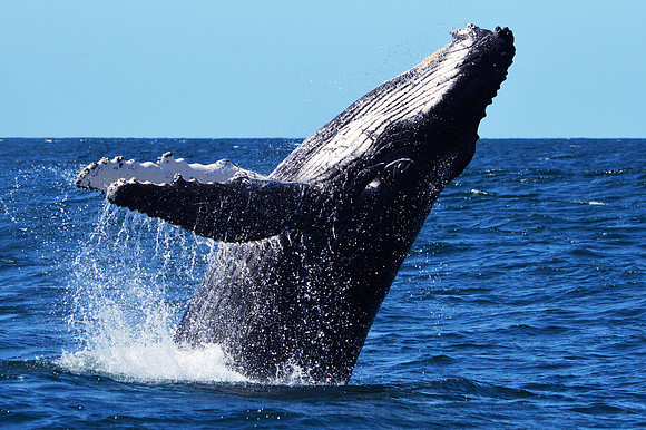 Breaching Whale