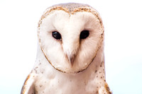 Barn Owl Portrait