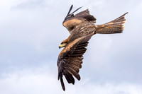 Black Kite in Flight