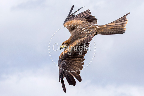 Black Kite in Flight