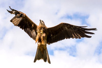 Black Kite Soaring