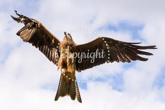 Black Kite Soaring