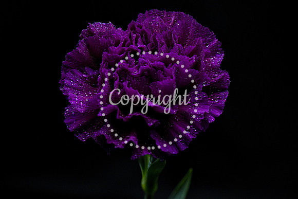 Purple Rain